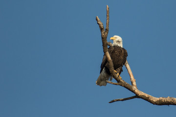 Bald Eagle Perching on a Branch