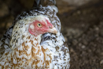 Image of hen on the ground.  Fram Animals.