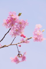 空に伸びた桜