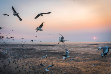 Tranquil scene with seagull flying at sunset at Bangpoo Samut Prakan, Thailand is most popular and famous relax in evening time