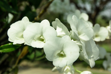 Fototapeta na wymiar beautiful white orchid flower