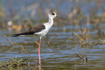 Image of bird black-winged stilt are looking for food (Himantopus himantopus) Wild Animals.