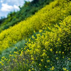field grass yellow and green background