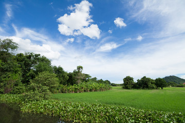 Image of green rice field with blue sky for background usage