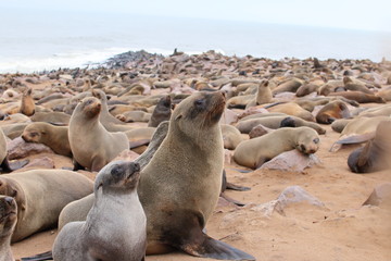 Namibia cape cross seal colony