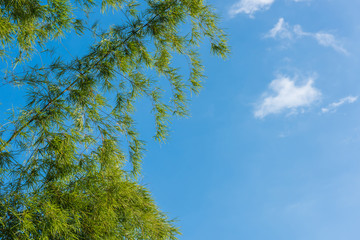 green leaves on a background of blue sky