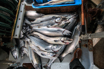 Commercial Fishing Adventures