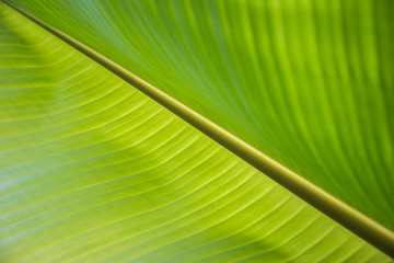 Sunlight on green banana leaf background