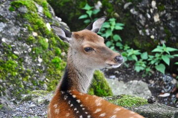 Porträt einer Damhirsch Kuh im Wald