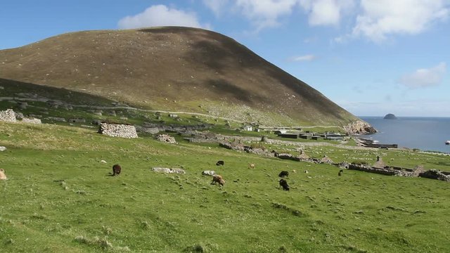 Soay sheep and abandoned Village Hirta St Kilda Scotland