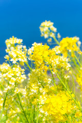 Rapeseed Flowers,at The One Thousand Rice Fields,in Noto,Ishikawa,Japan