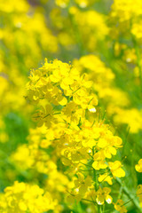 Rapeseed Flowers,at The One Thousand Rice Fields,in Noto,Ishikawa,Japan