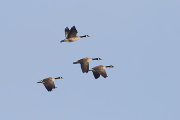 Group of Canada Geese Migrating in Spring - Ontario, Canada