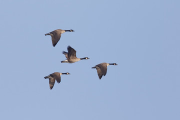 Group of Canada Geese Migrating in Spring - Ontario, Canada