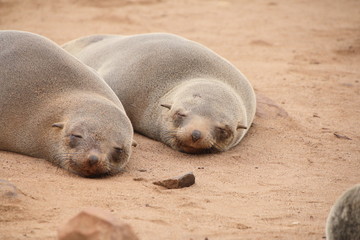 Namibia Cape Cross seal colony sleeping