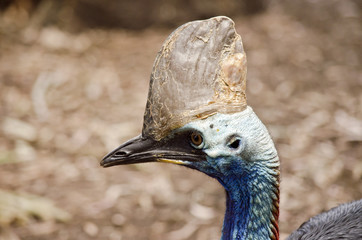 southern cassowary