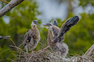 Two Blue Heron Chicks in nest playing and fighting with eachother