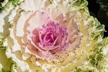 Fresh Cabbage (brassica oleracea)