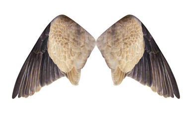 Pinion on the sprawling with clipping path