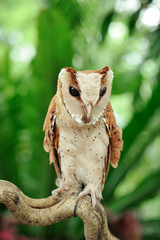 Closeup of a Barn Owl on an interesting branch