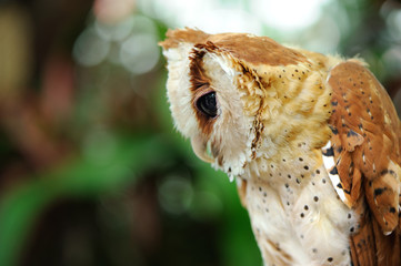 close up wild young owl