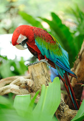 macaw sleeping on branch