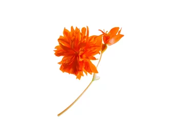 Printed kitchen splashbacks Flowers orange flower isolated