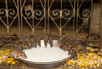 Feeding rats at Karni Mata temple in India