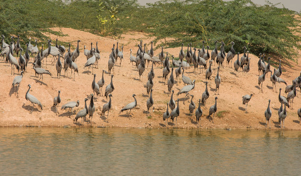 demoiselle cranes near lake in India