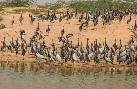 demoiselle cranes near lake in India
