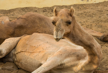 Cute camel at Camel research institute in India