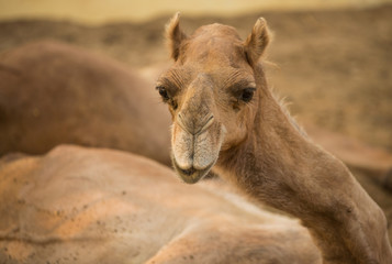 Cute camel at Camel research institute in India