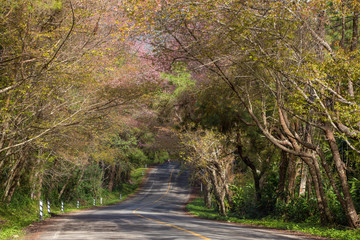 Fototapeta premium Blooming sakura tree along the beautiful road in Doi Ang Khang National Park, Northern Thailand.