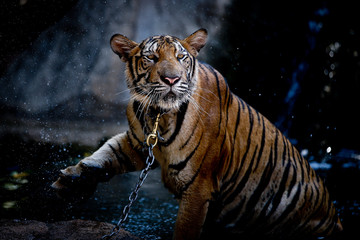 Thirsty tiger