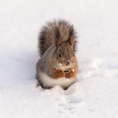 Portrait of a squirrel