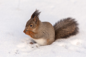 Naklejka na ściany i meble squirrel on the snow
