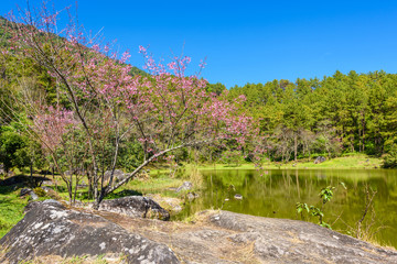 Fototapeta na wymiar Spring Cherry blossoms and lake