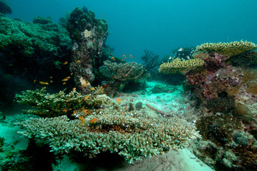 Naklejka na ściany i meble underwater scene schooling fish aceh indonesia scuba