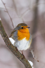 robin on a branch in winter