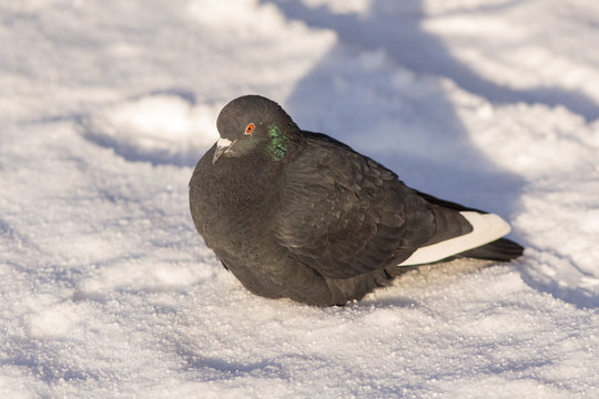 pigeon on the snow