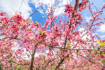 Poster de jardin Fleur de cerisier Gros plan de fleurs de cerisier sakura rose