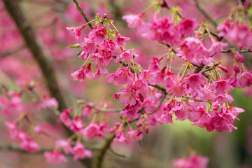 Fototapeta na wymiar Pink sakura cherry blossom close-up