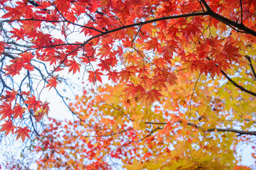 Autumn yellow red maple three in japan.