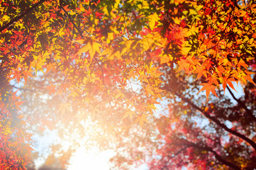 Autumn yellow and red maple leaves with the sunlight