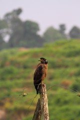Crested Serpent Eagle (Spilornis cheela) in Borneo, Malaysia - ミナミカンムリワシ