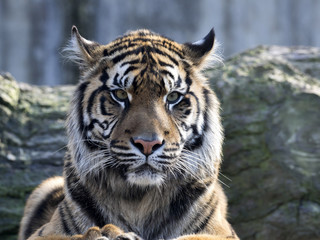 Portrait subadult female Sumatran tiger Panthera t. sumatrae