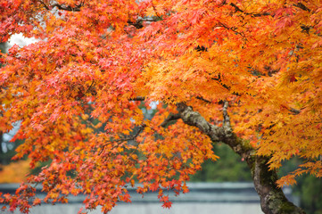 Autumn orange maple three in japan