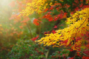 Naklejka na ściany i meble red yellow orange japanese maple leaves on soft blurred green background