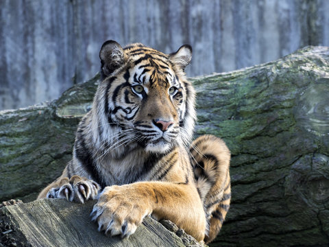 Portrait subadult female Sumatran tiger Panthera t. sumatrae