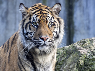 Portrait subadult female Sumatran tiger Panthera t. sumatrae